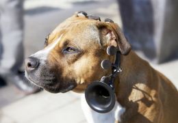 No More Woof promete traduzir os pensamentos dos animais